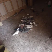 شادگان|پرنده|شادگان, |دیوار