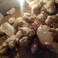 مرغ بزرگ بدون تزریق آمپول بزرگ‌شده