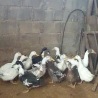مزرعه