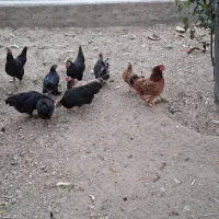 مرغ تخم گذار محلی و خروس