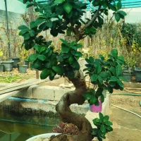 بنسایS جیسینگ12ساله دکوری