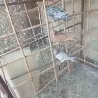 کبوتر هفت رنگ|پرنده|اقبالیه, |دیوار