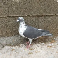 بزک. سینه سفید. گوره. کشکی. پلاکی|پرنده|فراشبند, |دیوار