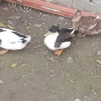 ۴ عدد اردک کاکلی نژاد دار.کاکل درشت وزیبا|حیوانات مزرعه|آستانه اشرفیه, |دیوار