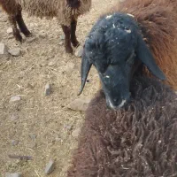 فروش گوسفند