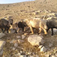 شیشک قوچ کله سیا