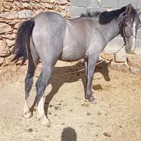 اسب دوساله دست کش یورغه نیست سواری دو کاروان داره