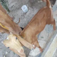 بز و پازن و کهره ماده|حیوانات مزرعه|بندر دیر, |دیوار