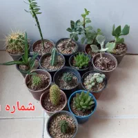 ۱۰ گلدان کاکتوس و گل