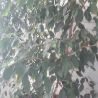 مغازه-70-متری-در-شهرک-ارم-یاسمن-غربی