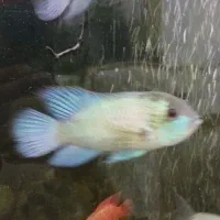 هفت عدد ماهی جهت معاوضه|ماهی|مهاجران, |دیوار