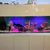 اکواریوم با ماهی کوی