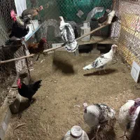 بوقلمون ومرغ