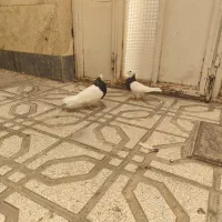 کفتر جفتگاه شامی زرد دم سفید طوقی و جوونه