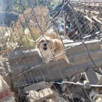 سگ شیتزو|سگ|آذرشهر, |دیوار