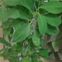 گل فروشی|گل و گیاه طبیعی|دورود, |دیوار