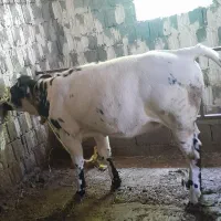 گوساله ماده