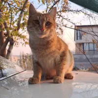 واگذاری گربه های DSH|گربه|دماوند, دماوند|دیوار