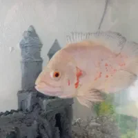 فروش ماهی اسکار|ماهی|پردیس, فاز ۱۱|دیوار