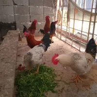 چاق و گوشتی ۶ عدد