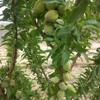 باغ-استخردار-نانو