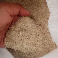 برنج فجر سالم و خوش عطر|خوردنی و آشامیدنی|علیآباد کتول, |دیوار