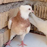 کبوتر