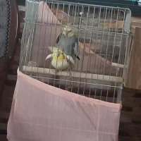 عروس هلندی جفت نر و ماده با قفس و لوازم