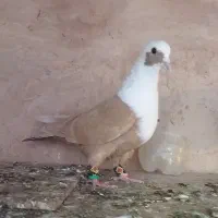 کفتر جفتی