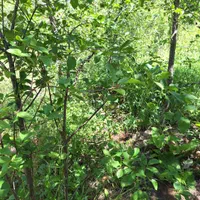 زمین - باغ|فروش زمین و ملک کلنگی|گلمکان, |دیوار