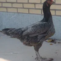 مرغ و خروس لاری طوسی|حیوانات مزرعه|اشتهارد, |دیوار