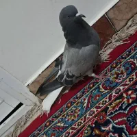 اصفهانی دم سفید|پرنده|برخوار, |دیوار