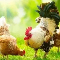 فروش فوری یک عدد خروس ۲ تا مرغ تخم گذار و دونه خور