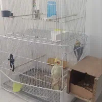 عروس هلندی نرو ماده