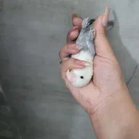 کوتوله کلا سفید|پرنده|کرمان, |دیوار