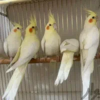 سالن پرورش طوطی عروس هلندی-خرید مستقیم ازپرورشگاه|پرنده|تبریز, |دیوار