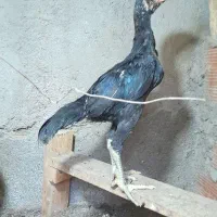 خروس‌لاری‌اصل ۴ماهه‌‌ یک‌عدد