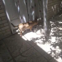 سگ پاکوتاه روباهی شیطون