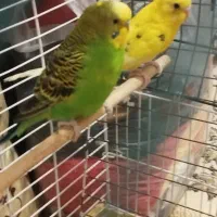 پرنده|پرنده|باغستان, |دیوار