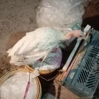 سلام بوقلمون فروشی دارم