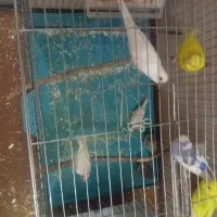 فنچ.مرغ عشق