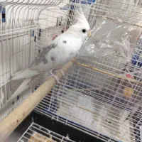 عروس هلندی نر دستی سخنگو