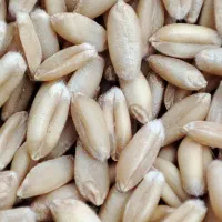 گندوم باران خرمان کوپ 20کیسه