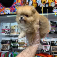 پامرانیان خرسی بو فیس|سگ|رشت, لاکانی|دیوار