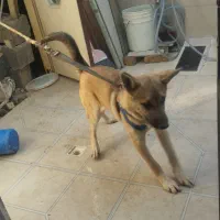 سگ ژرمن|سگ|کرمانشاه, |دیوار