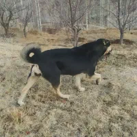 واگذاری ماده عراقی موقعیت کوثر