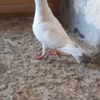 کبوتر. ماده دم سبزپلاکی