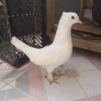 کبوتر