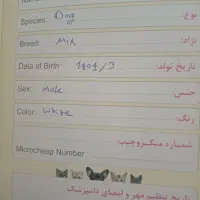 سگ پشمالو|سگ|خرمآباد, |دیوار