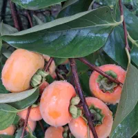 خرمالو|خوردنی و آشامیدنی|رشت, فلسطین|دیوار